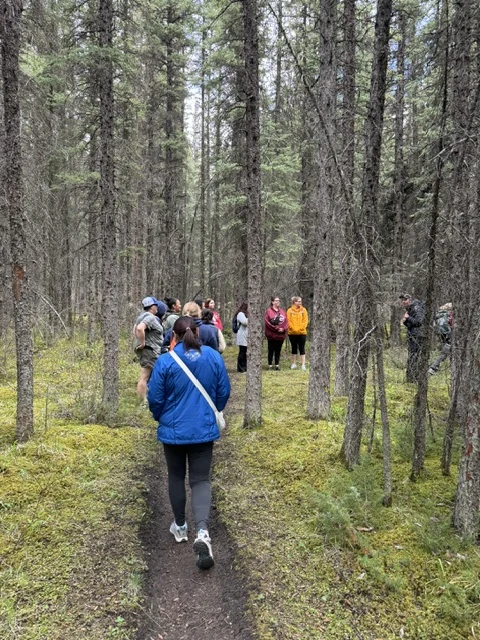 A group walking single file along a narrow trail through tall spruce, moss underfoot.