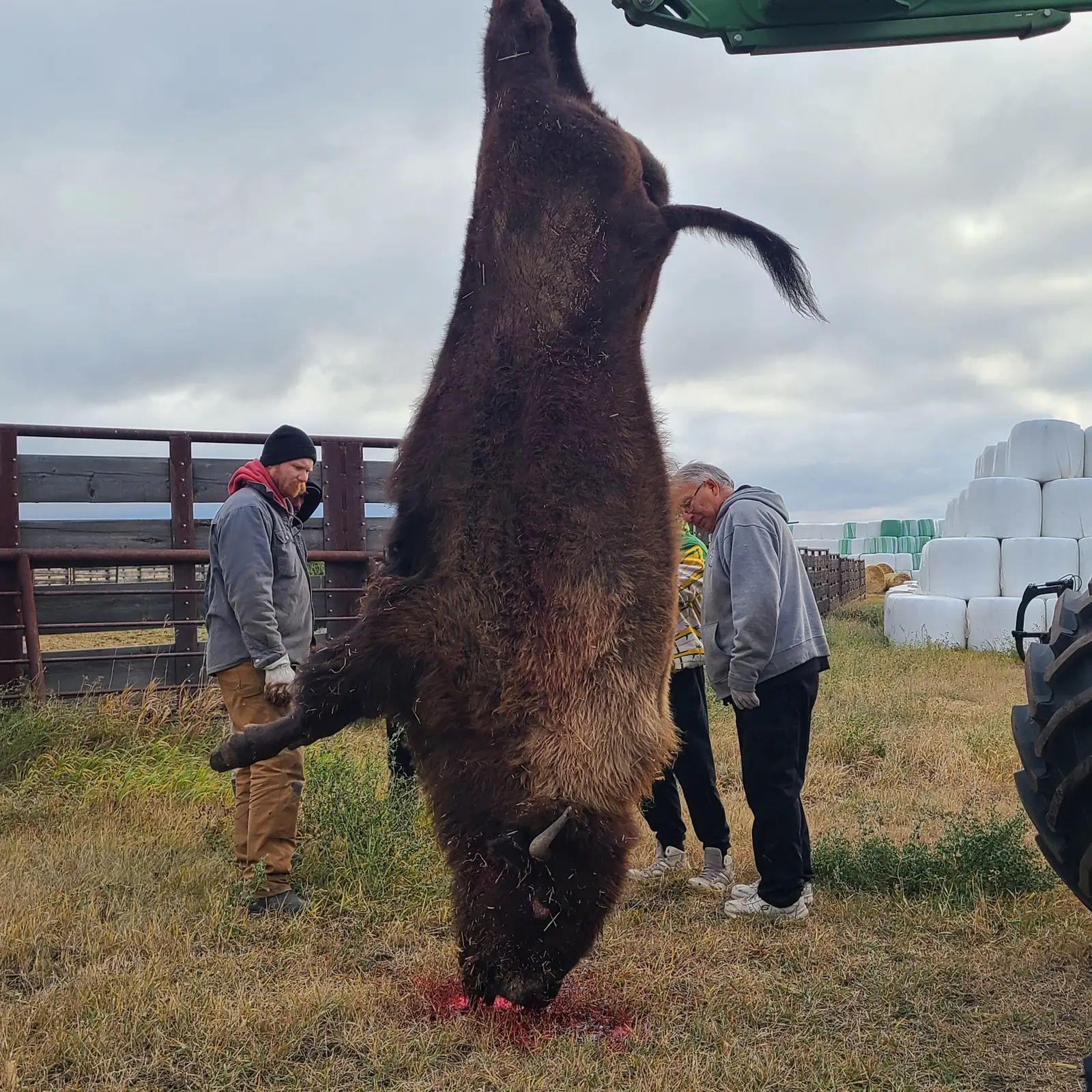 The bison hung from the loader with its horns turned toward the camera, people gathered on the grass around it.