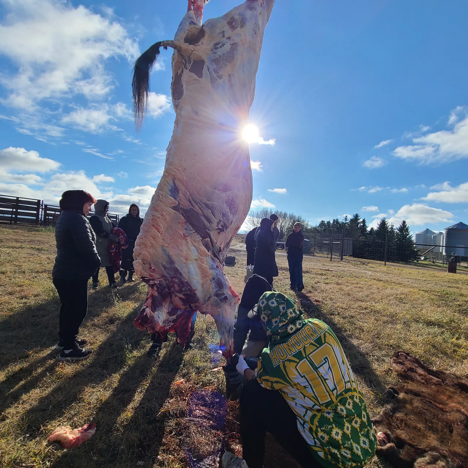 The carcass hanging in the open with the sun behind it, people working and watching around its base.