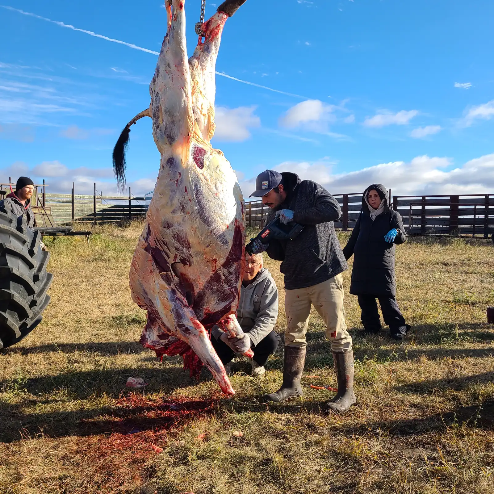 The carcass hanging beside the tractor while several people work at it and others look on.