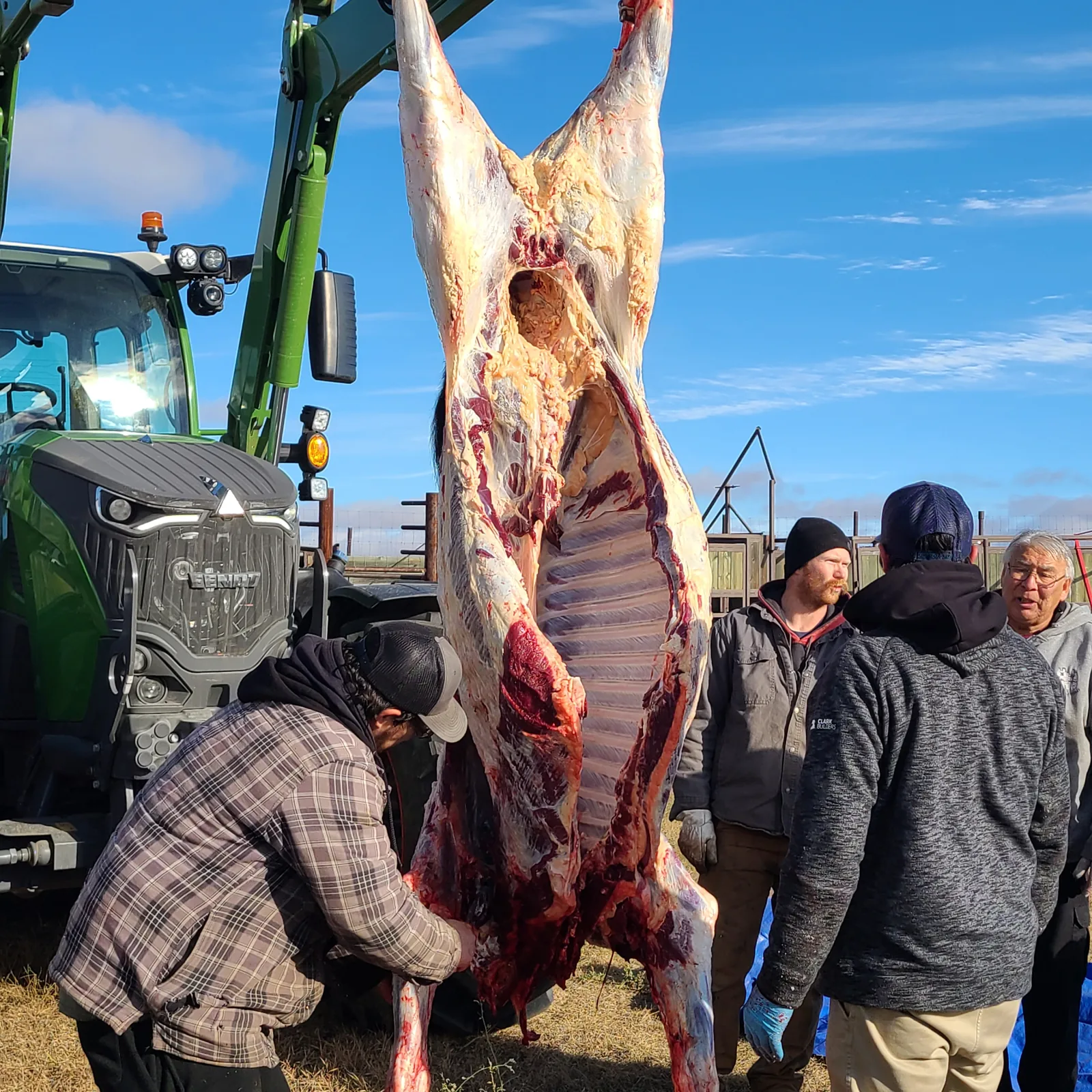 The carcass suspended from the tractor loader with a group gathered close, one person working at the ribs.