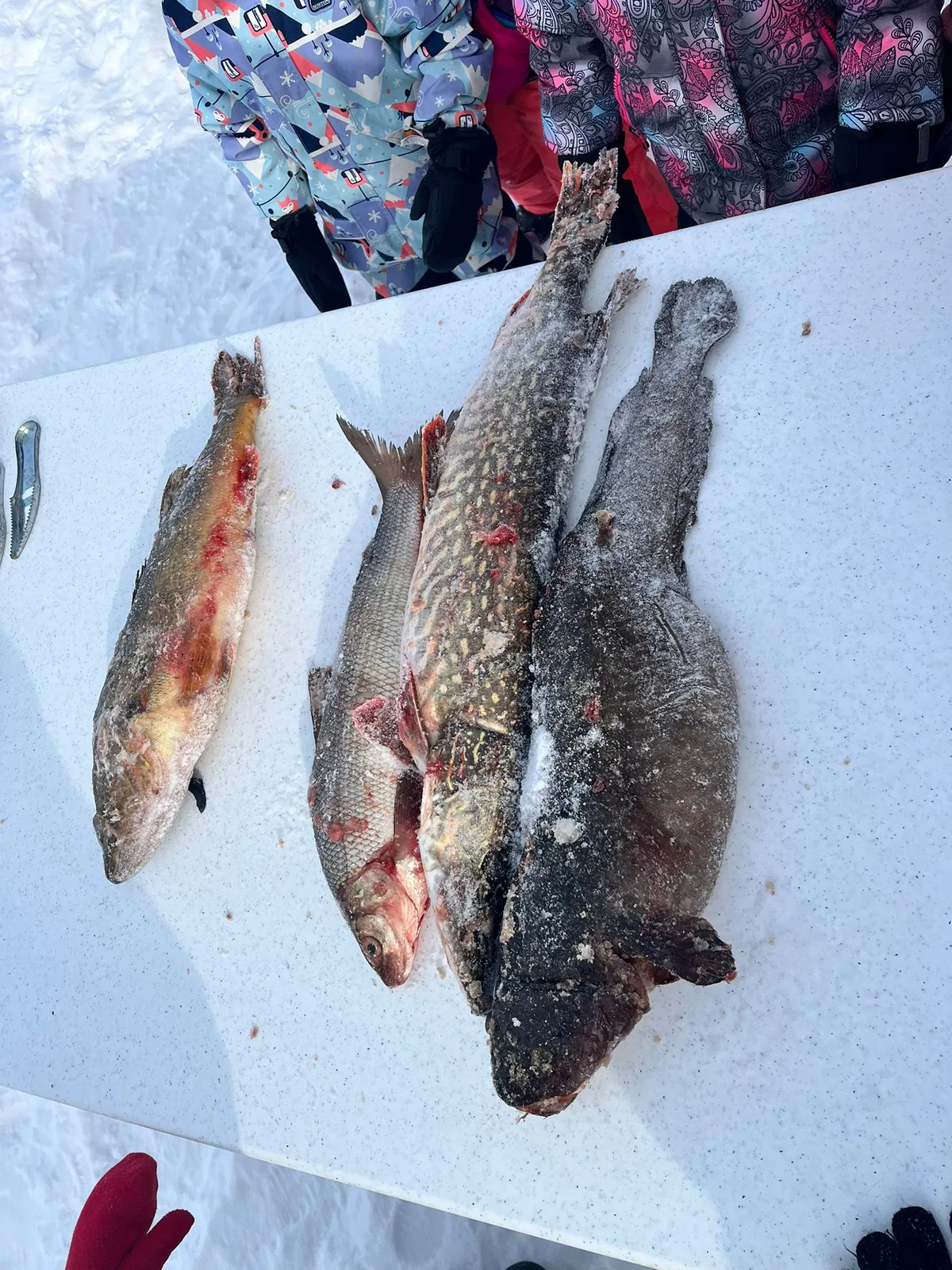 Three fish laid out on a white table at the end of the day.